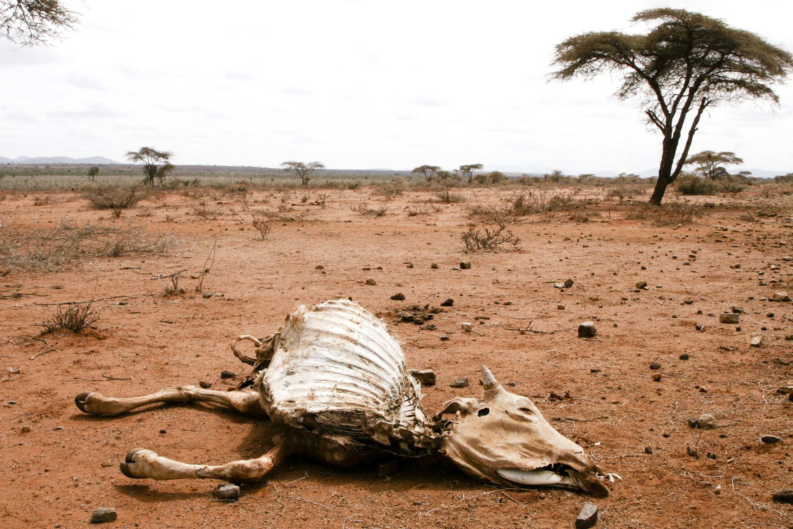 RS3973_2011_Ethiopia_drought-7117